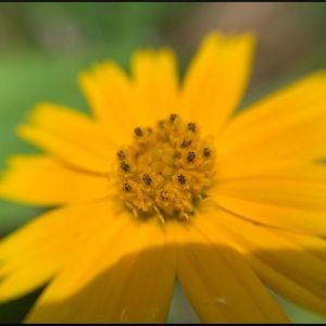 Meet your Posher, Marcelle